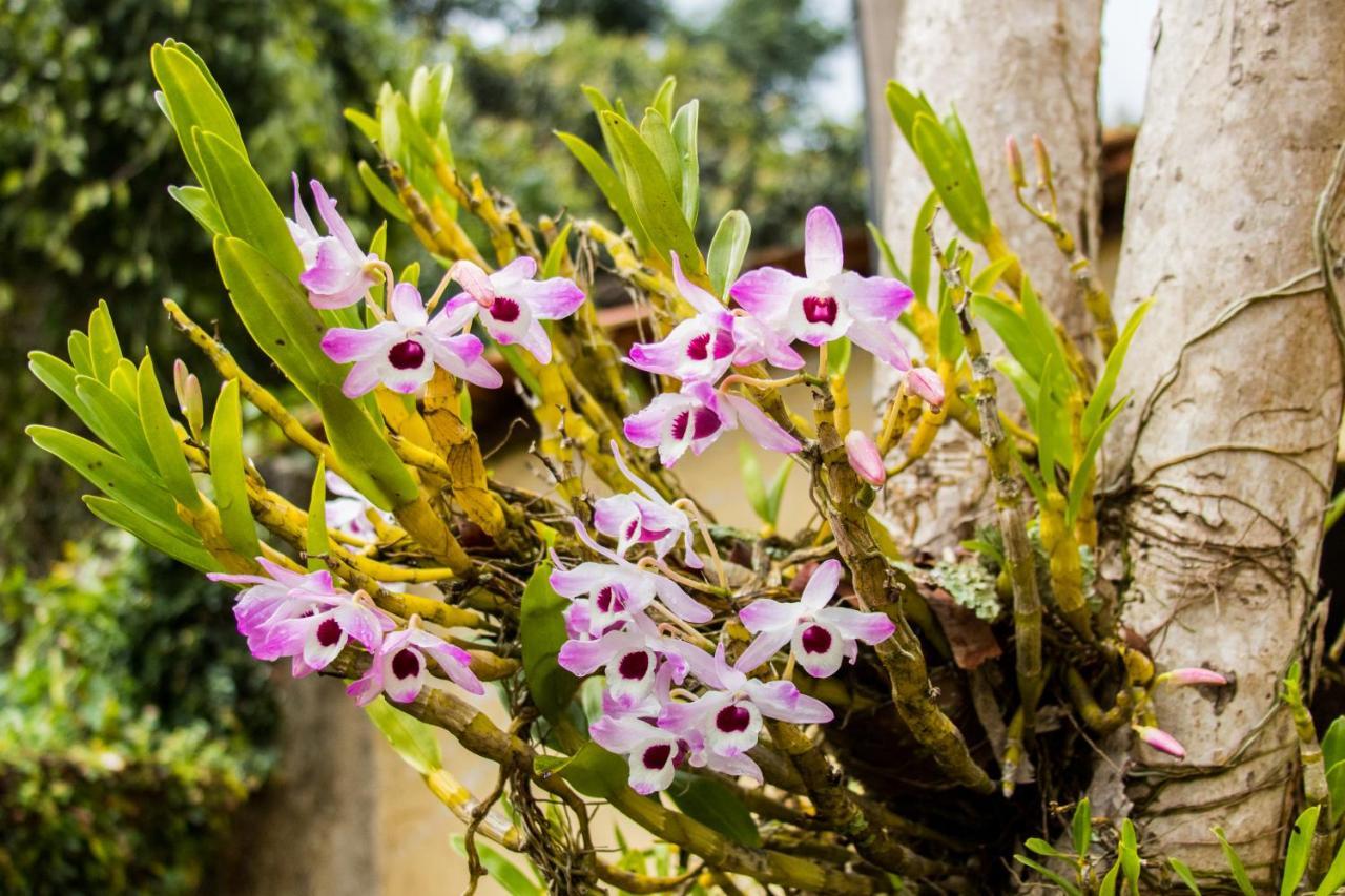 Villa Bem Querer - Camomila ไมริโปรัง ภายนอก รูปภาพ